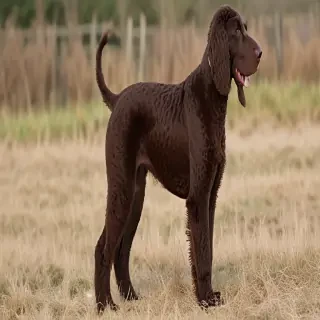 irish water spaniel