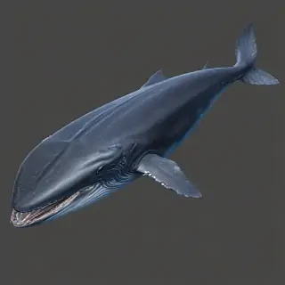 blue whale png