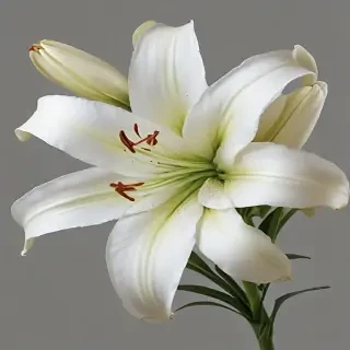 lily flower png