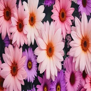 iphone backgrounds flowers