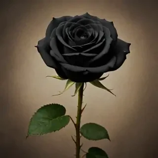 black rose photo