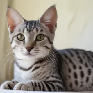 egyptian mau cat breed