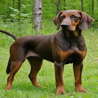 bavarian mountain scent hound