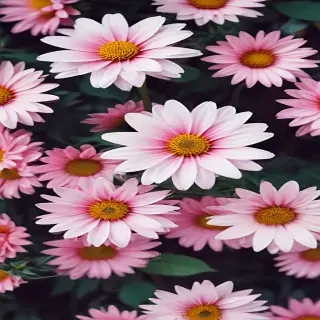 cute flower wallpapers