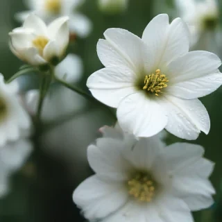 white flowers wallpaper iphone