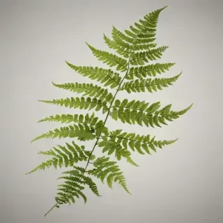 transparent fern png