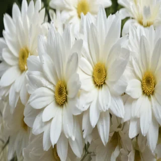 white flower wallpaper
