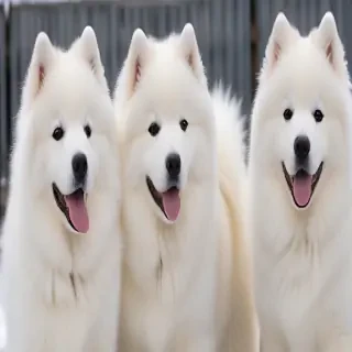 samoyed dog