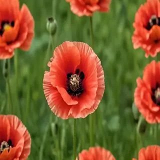 poppy flower