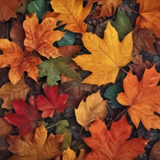 autumn leaves iphone wallpaper