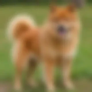 finnish spitz dog breed