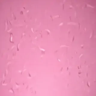pink cover photo