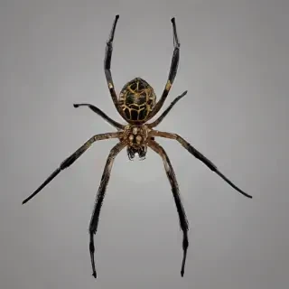 png spider