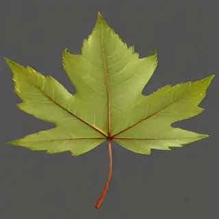 leaf transparent background