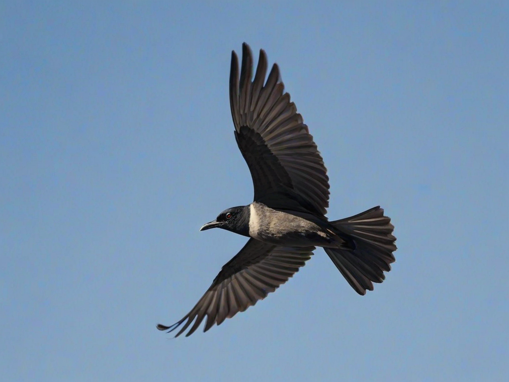 Create an image of a black-headed bird in flight against a clear blue sky, showcasing its long wings and slender body.