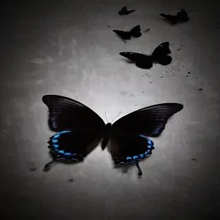 black butterfly wallpaper hd