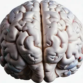 brain png