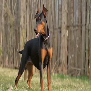 german pinscher