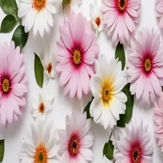 flowers with white background