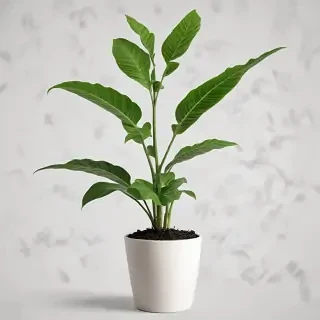 plant png clipart
