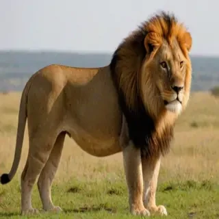 lion pictures