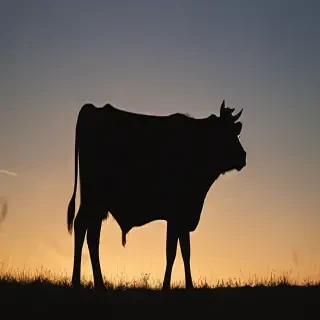 cow silhouette