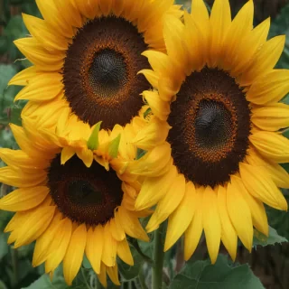 aesthetic sunflower