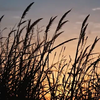 grass silhouette
