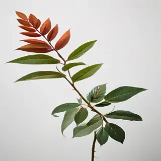 plant no background