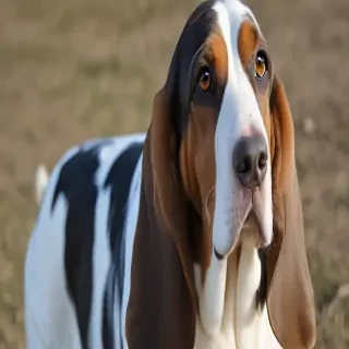 basset bleu de gascogne