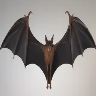 bat wings png