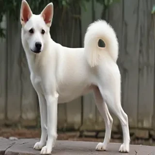 taiwan dog breed
