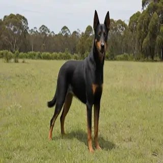 australian kelpie