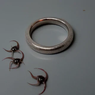 ring worm images