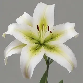 lily flower png