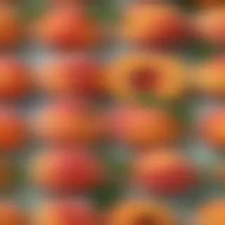 peaches background