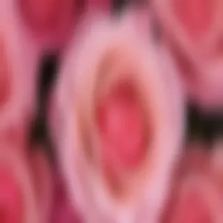 full screen rose wallpaper hd