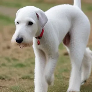 bedlington terrier