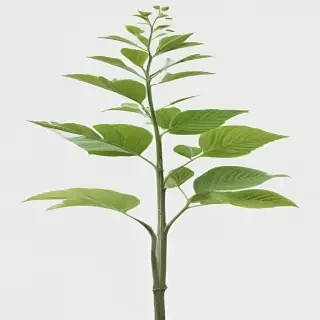 plant transparent background