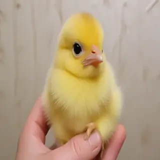 baby chicken