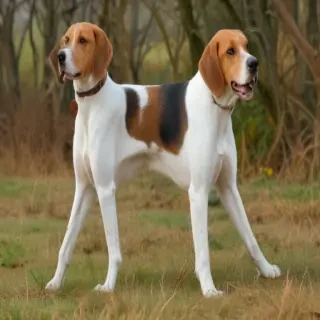 english foxhound