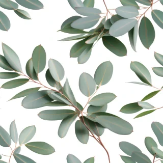 eucalyptus png