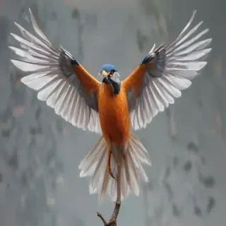bird transparent
