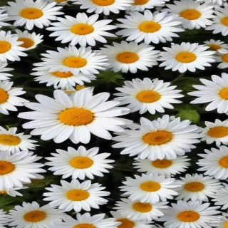 daisies png