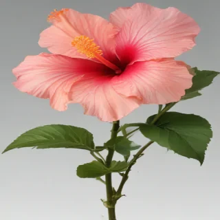 hibiscus flower png