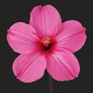 pink flower png