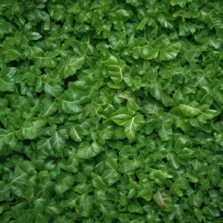 leaf background green