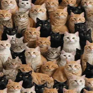 cats wallpaper aesthetic
