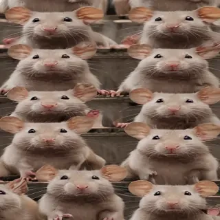 rats png