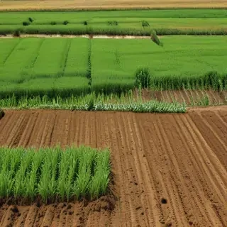 farmland png